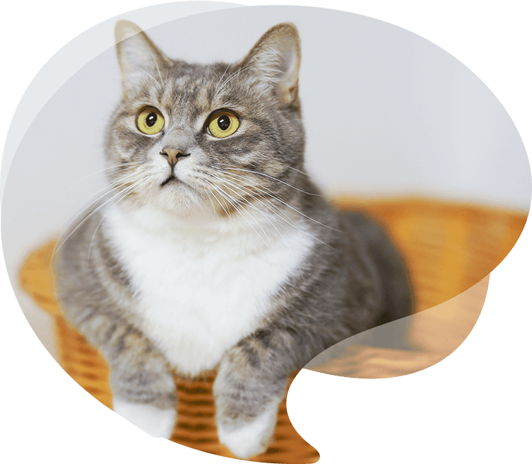 Tulus Pet Products Co., Ltd.